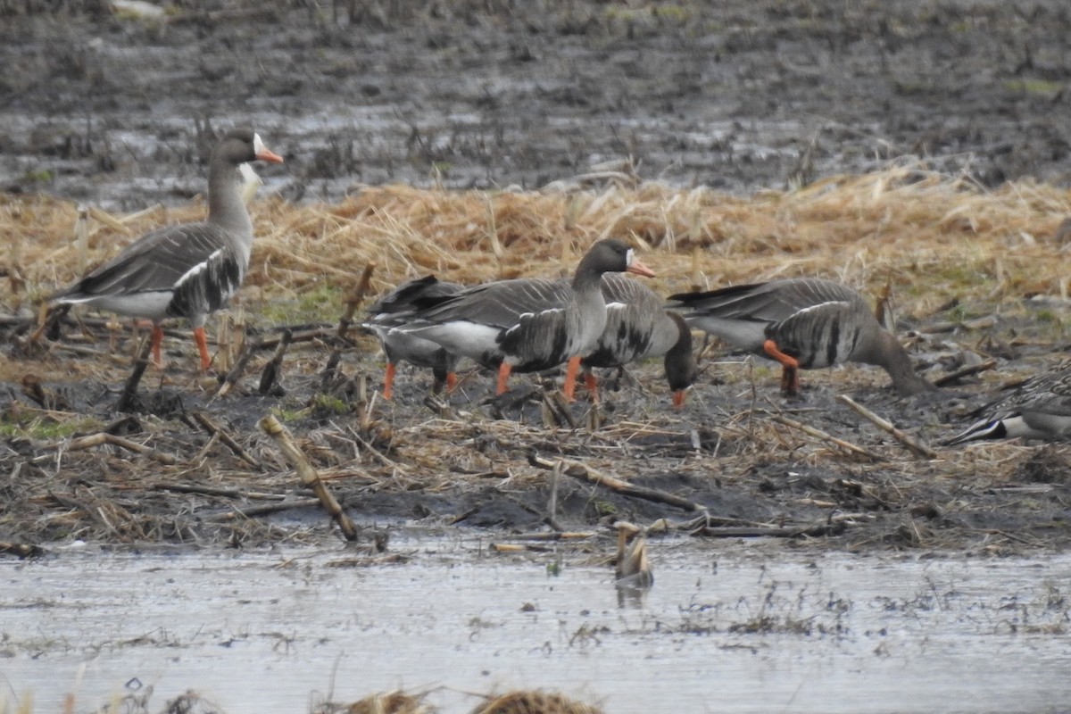 Greater White-fronted Goose - ML218691261