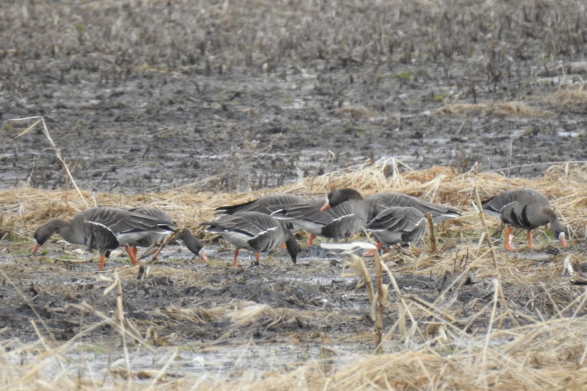 Greater White-fronted Goose - ML218691291