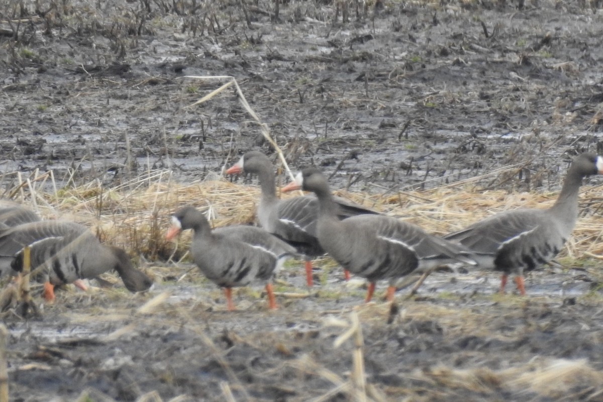 Greater White-fronted Goose - ML218691311