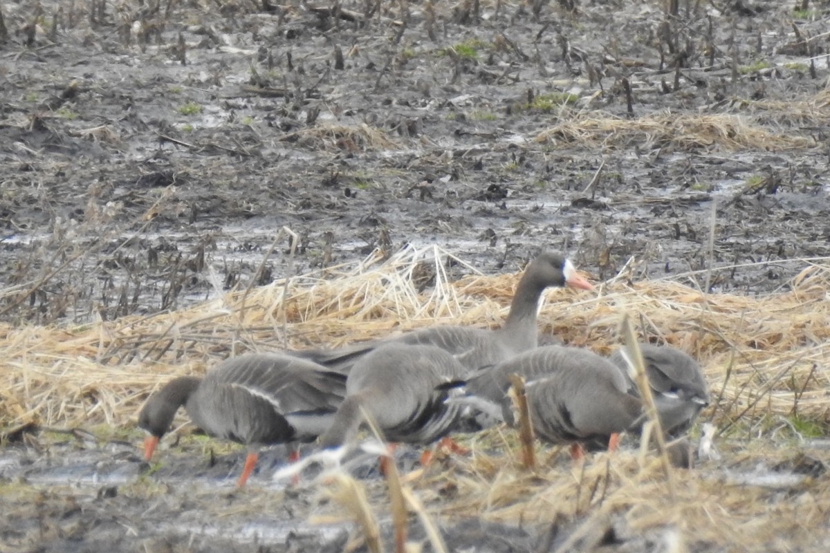 Greater White-fronted Goose - ML218691331
