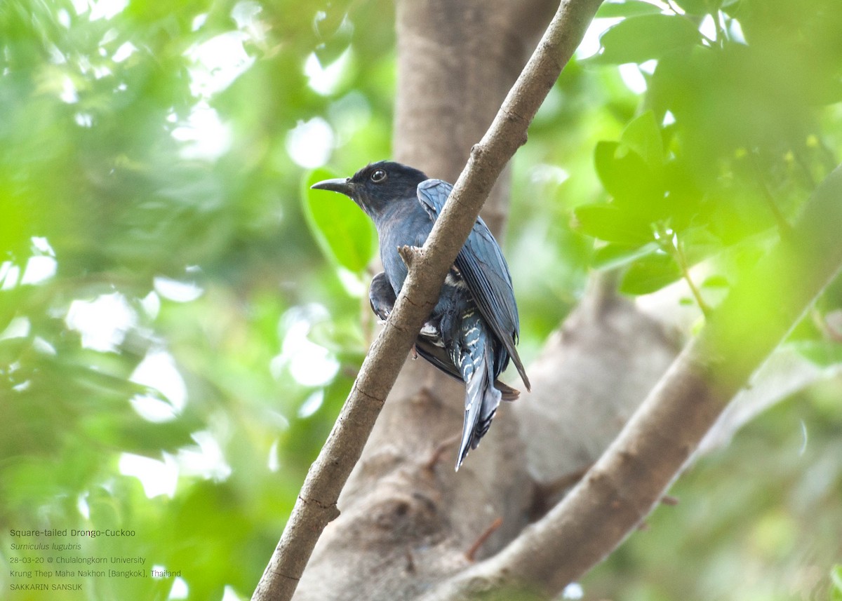 Square-tailed Drongo-Cuckoo - Sakkarin Sansuk