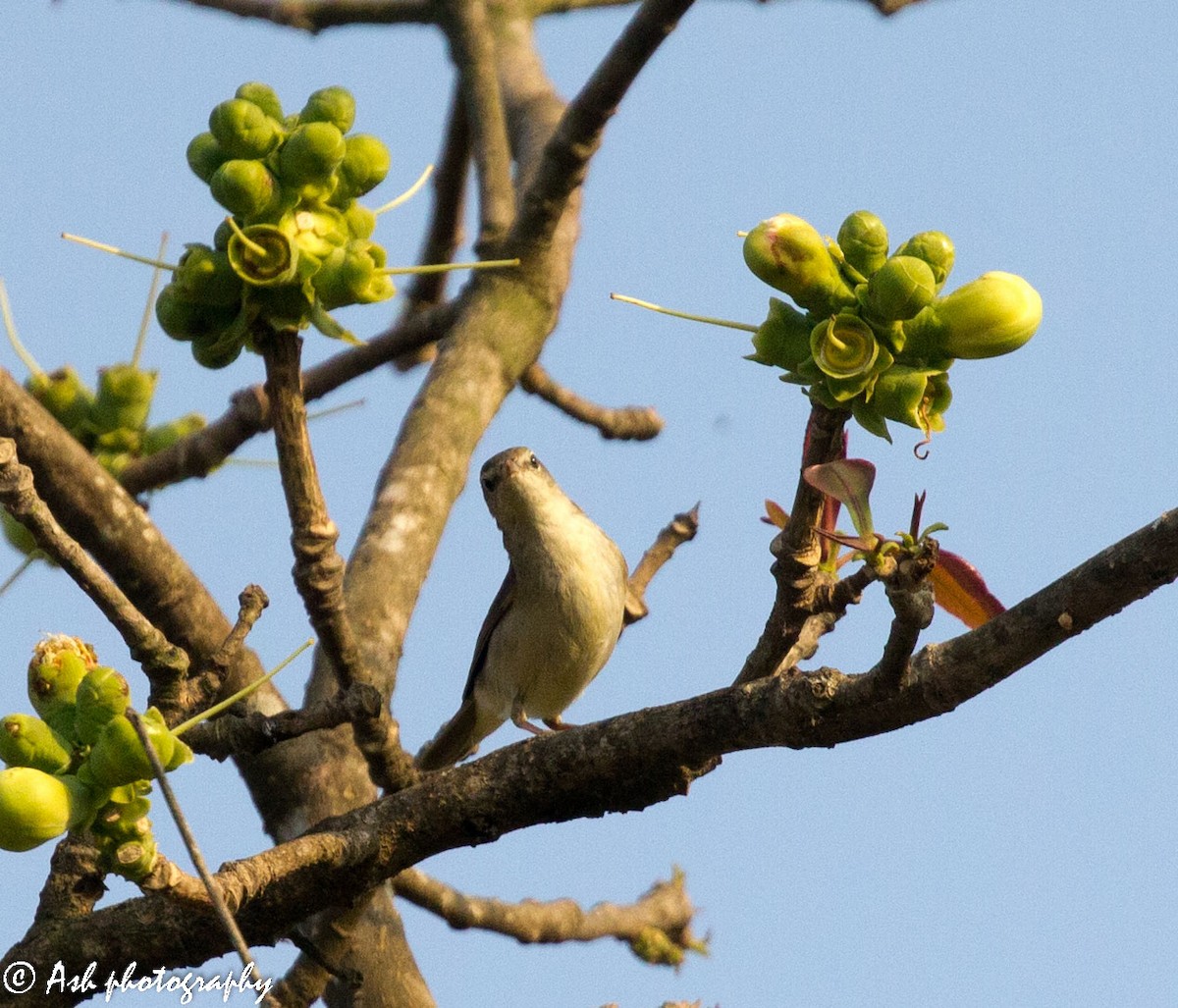 Green Warbler - Ashwini Bhatt