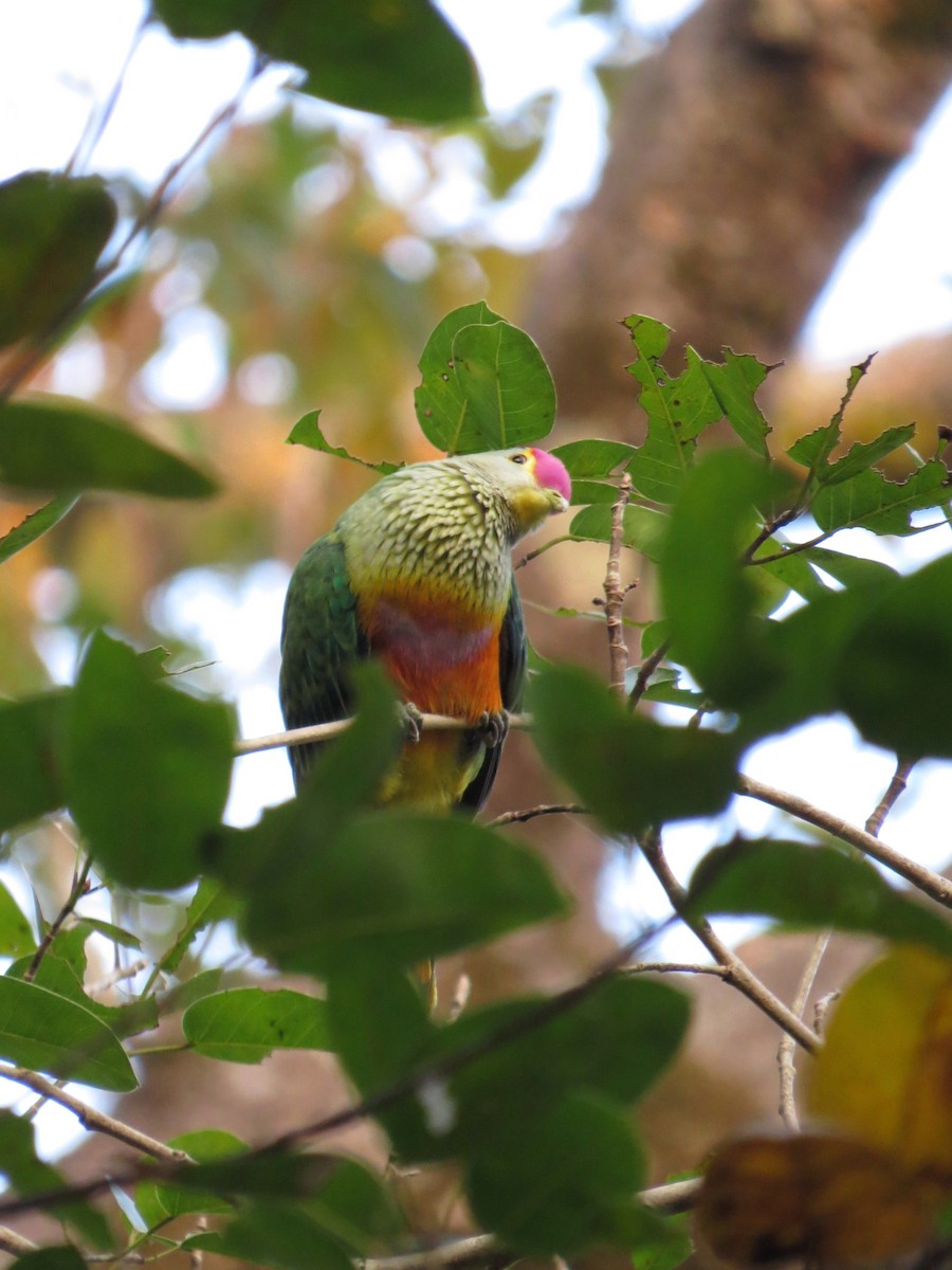 Rose-crowned Fruit-Dove - ML218696781
