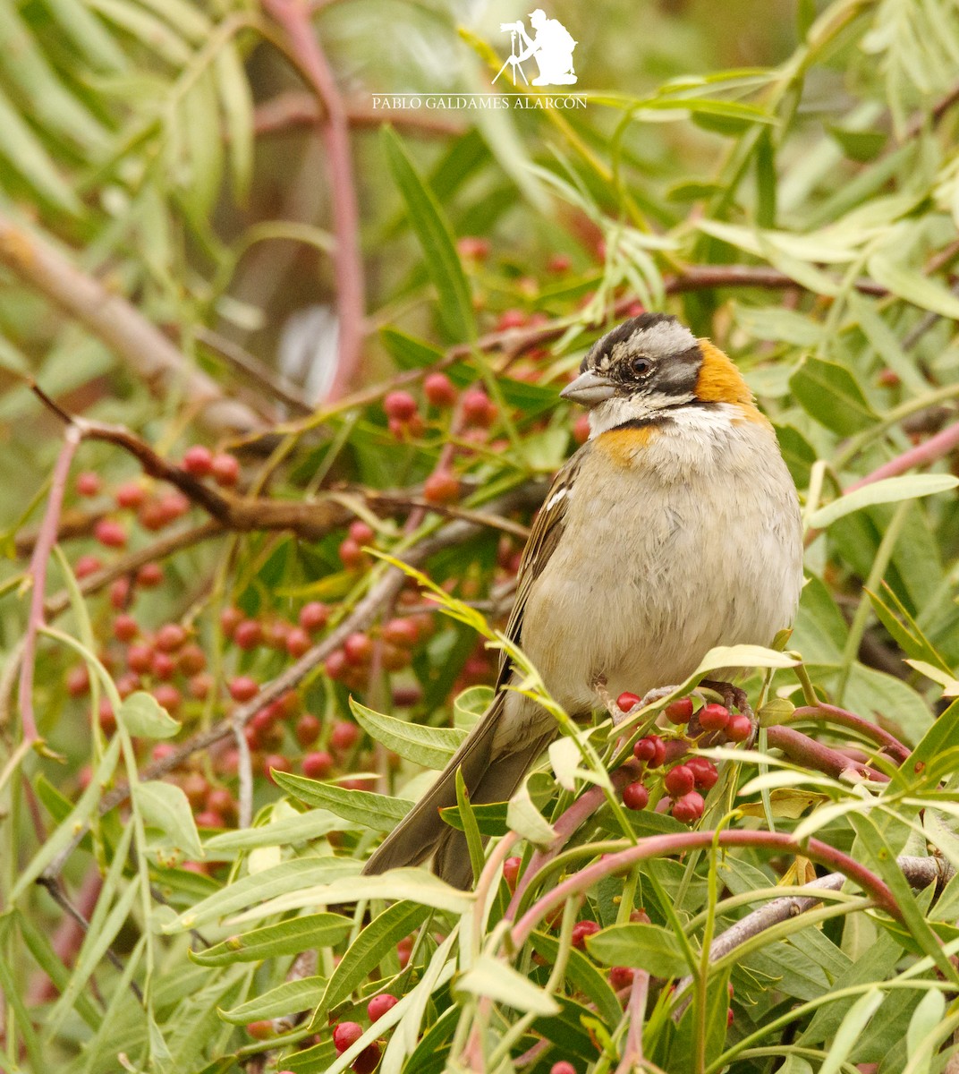 Rufous-collared Sparrow - ML218697131