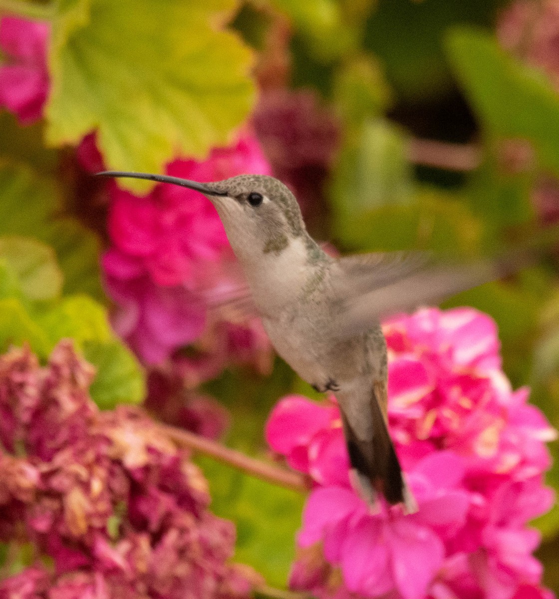 Oasis Hummingbird - Pablo Galdames