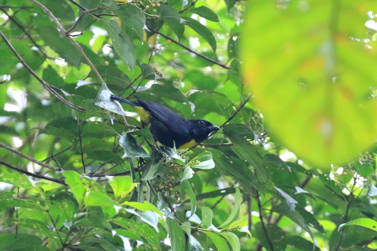 Golden-chested Tanager - ML218698101