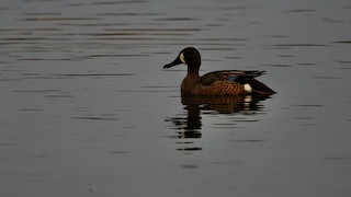 Blue-winged Teal, ML218700971