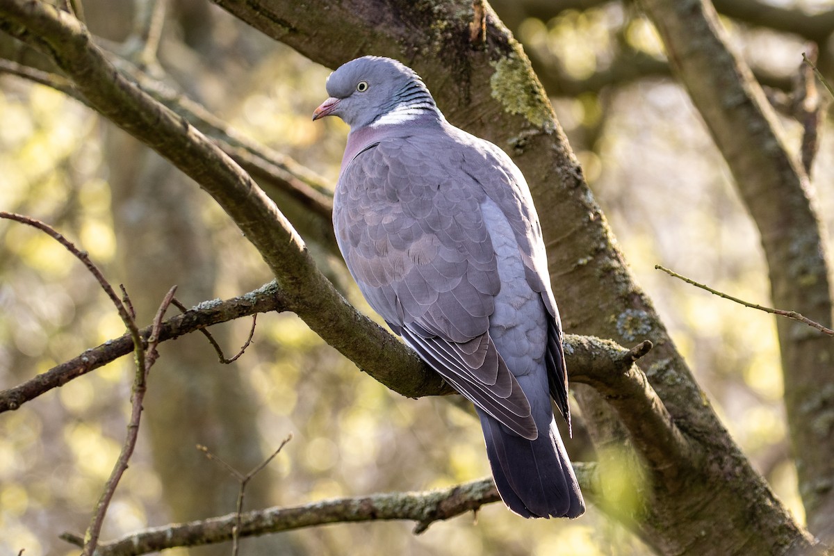 Common Wood-Pigeon - James Kennerley