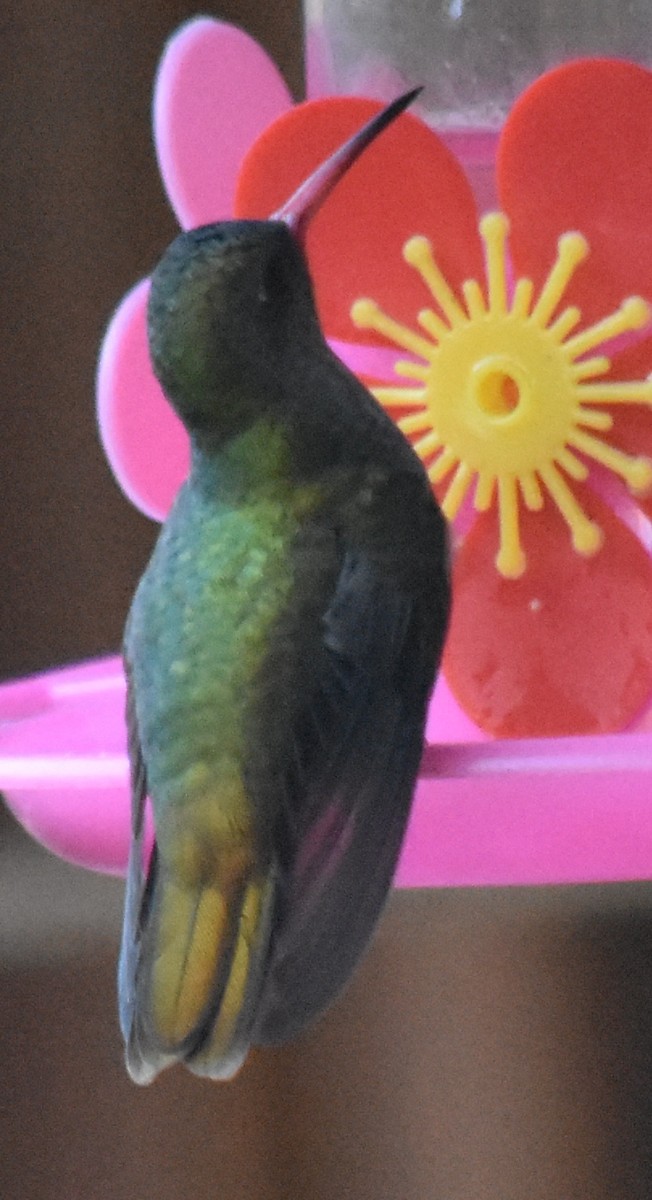 Gilded Hummingbird - ML218703561