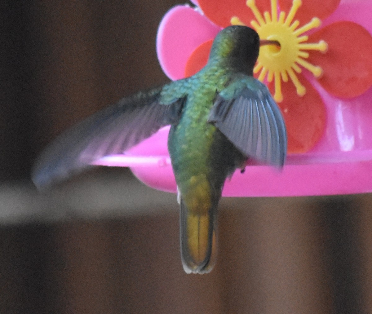Gilded Hummingbird - ML218703621