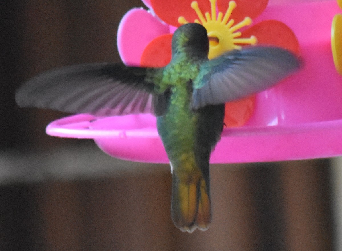 Gilded Hummingbird - ML218703661
