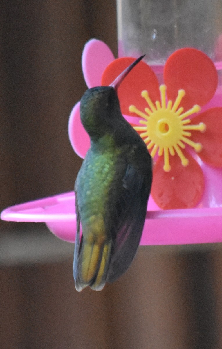 Gilded Hummingbird - ML218703671