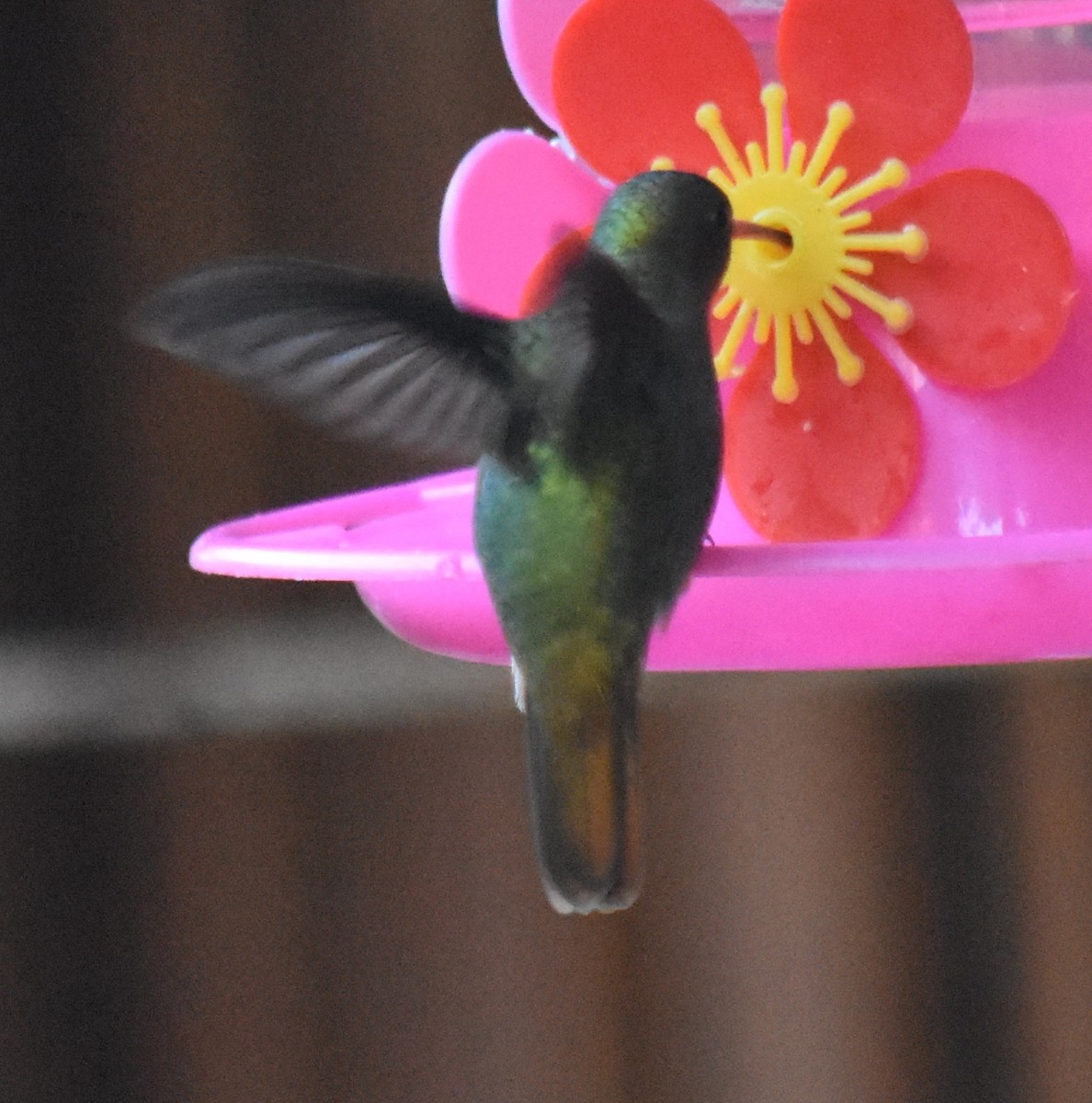 Gilded Hummingbird - ML218703681