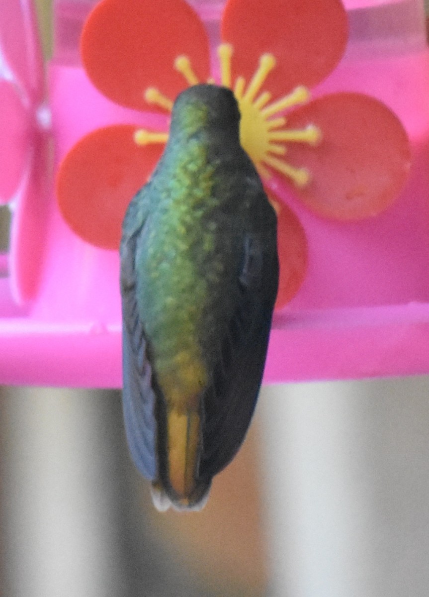 Gilded Hummingbird - ML218703761