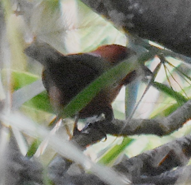 Red-crested Finch - ML218704601