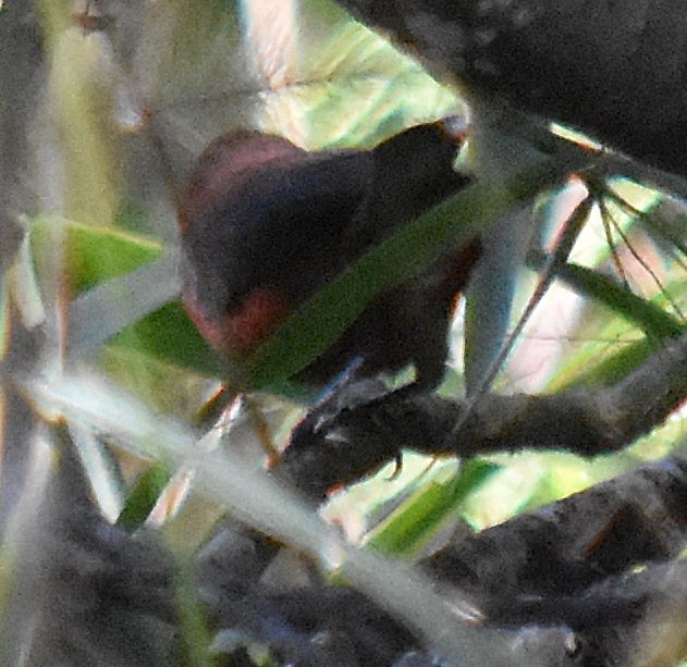Red-crested Finch - ML218704611