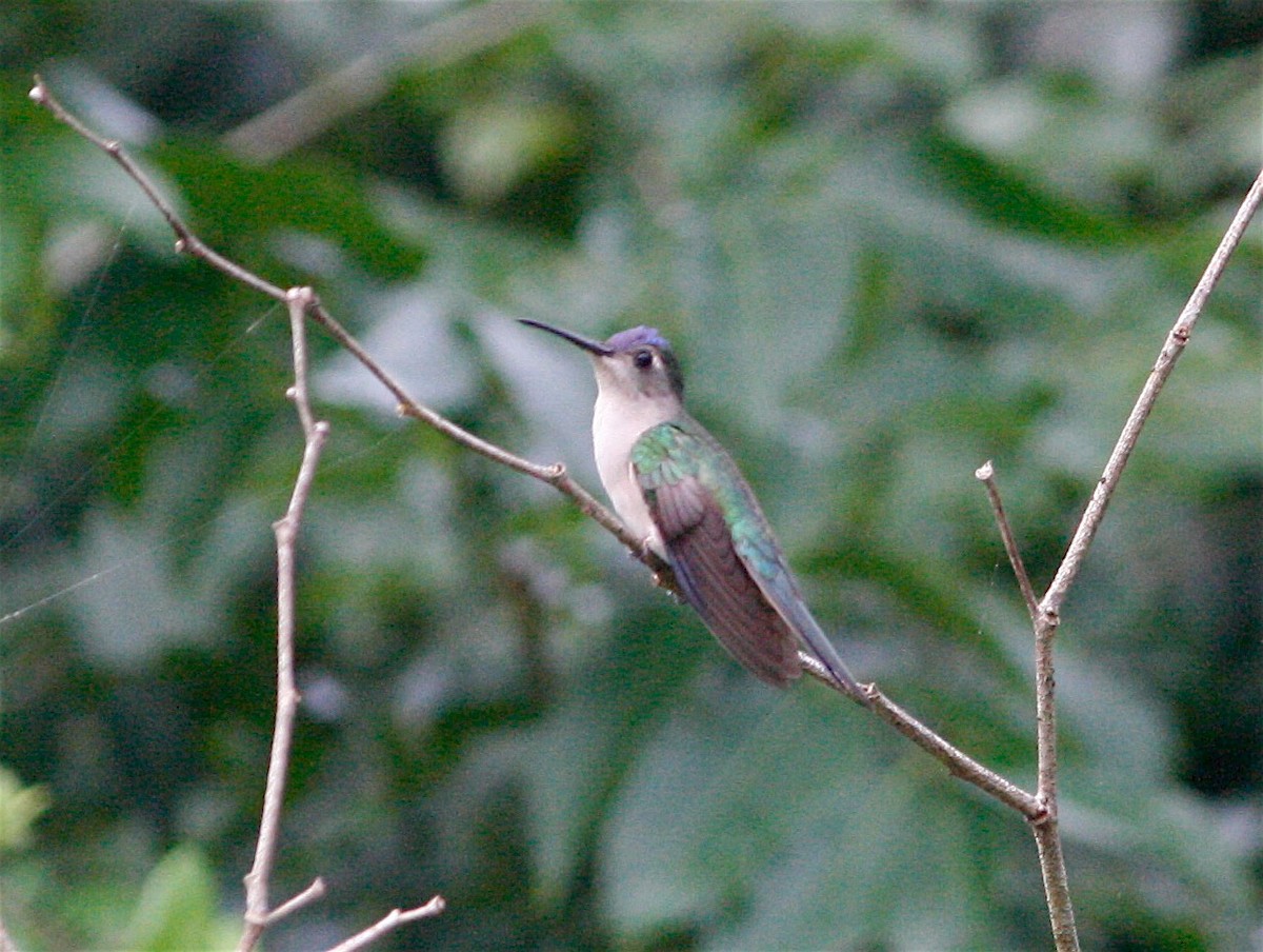 Wedge-tailed Sabrewing (Wedge-tailed) - ML21870681