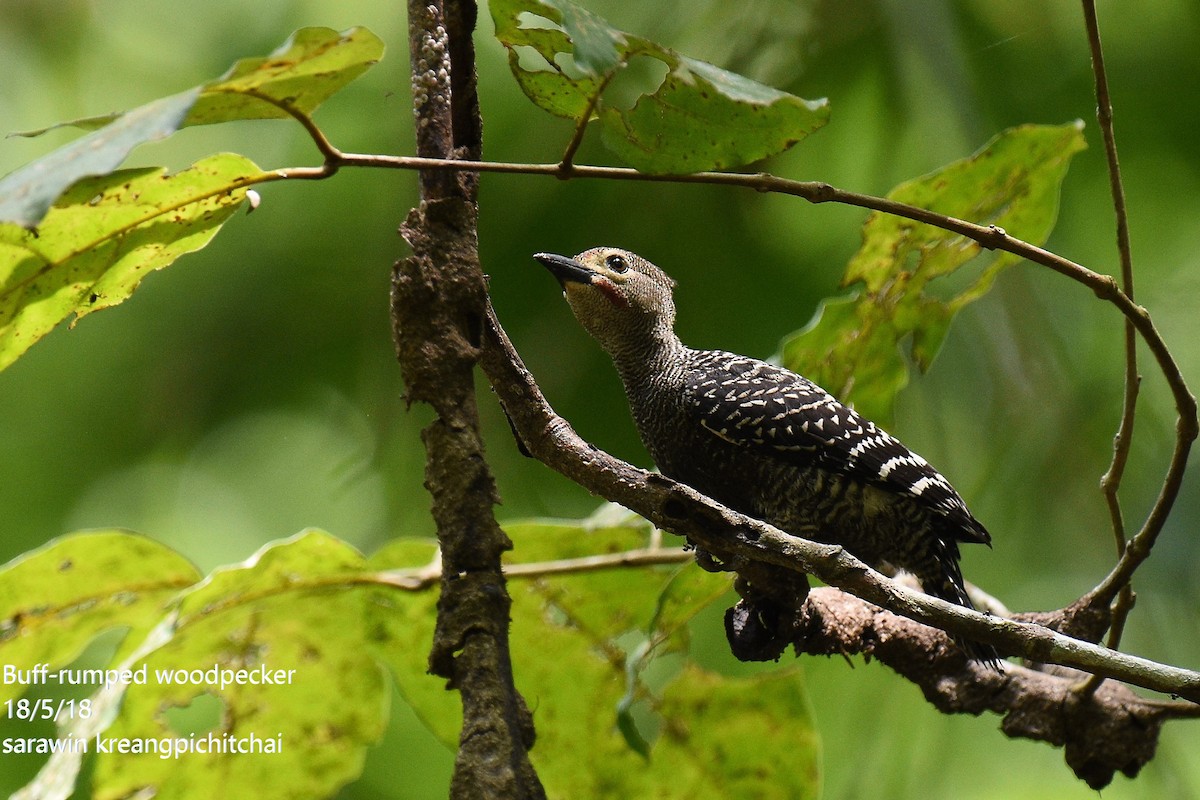 Buff-rumped Woodpecker - sarawin Kreangpichitchai