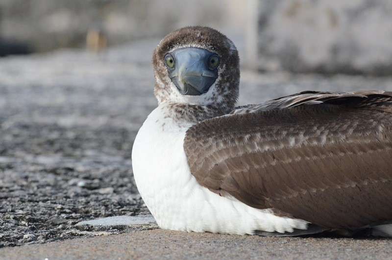 Masked Booby - ML21871131