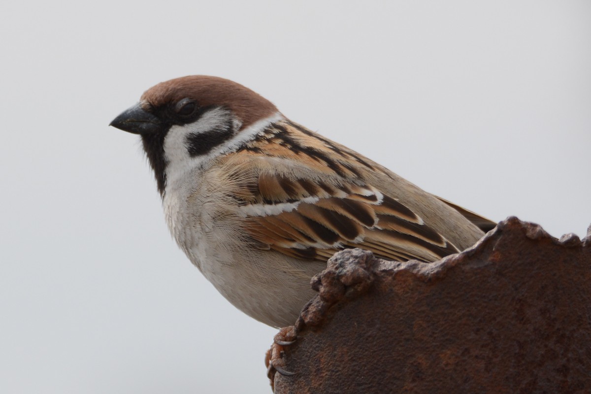 Eurasian Tree Sparrow - ML218713481
