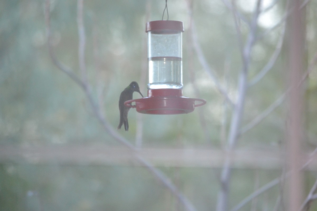 Rivoli's Hummingbird - ML21871411
