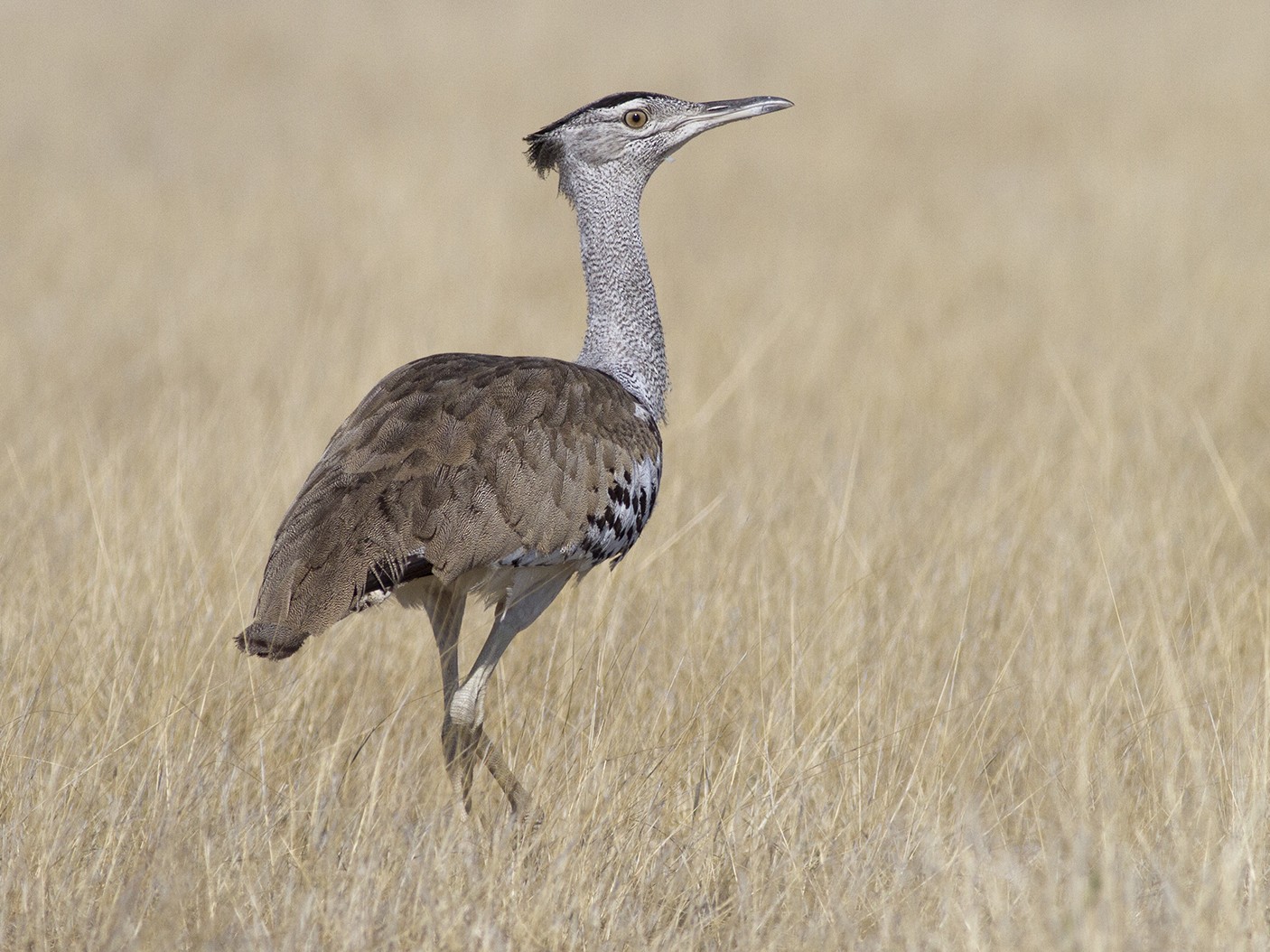 Kori Bustard - Cal Gesmundo