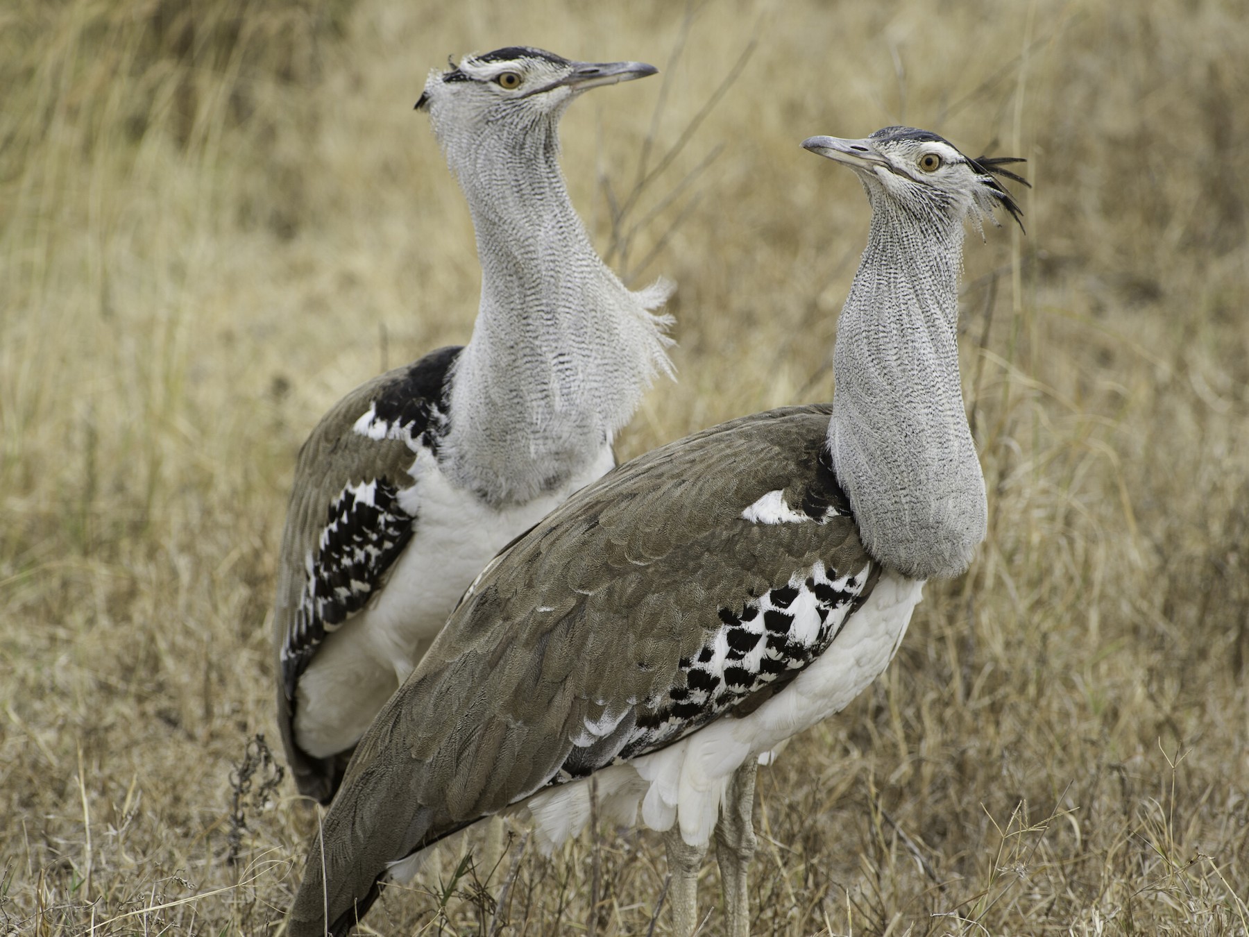 Kori Bustard Feathers