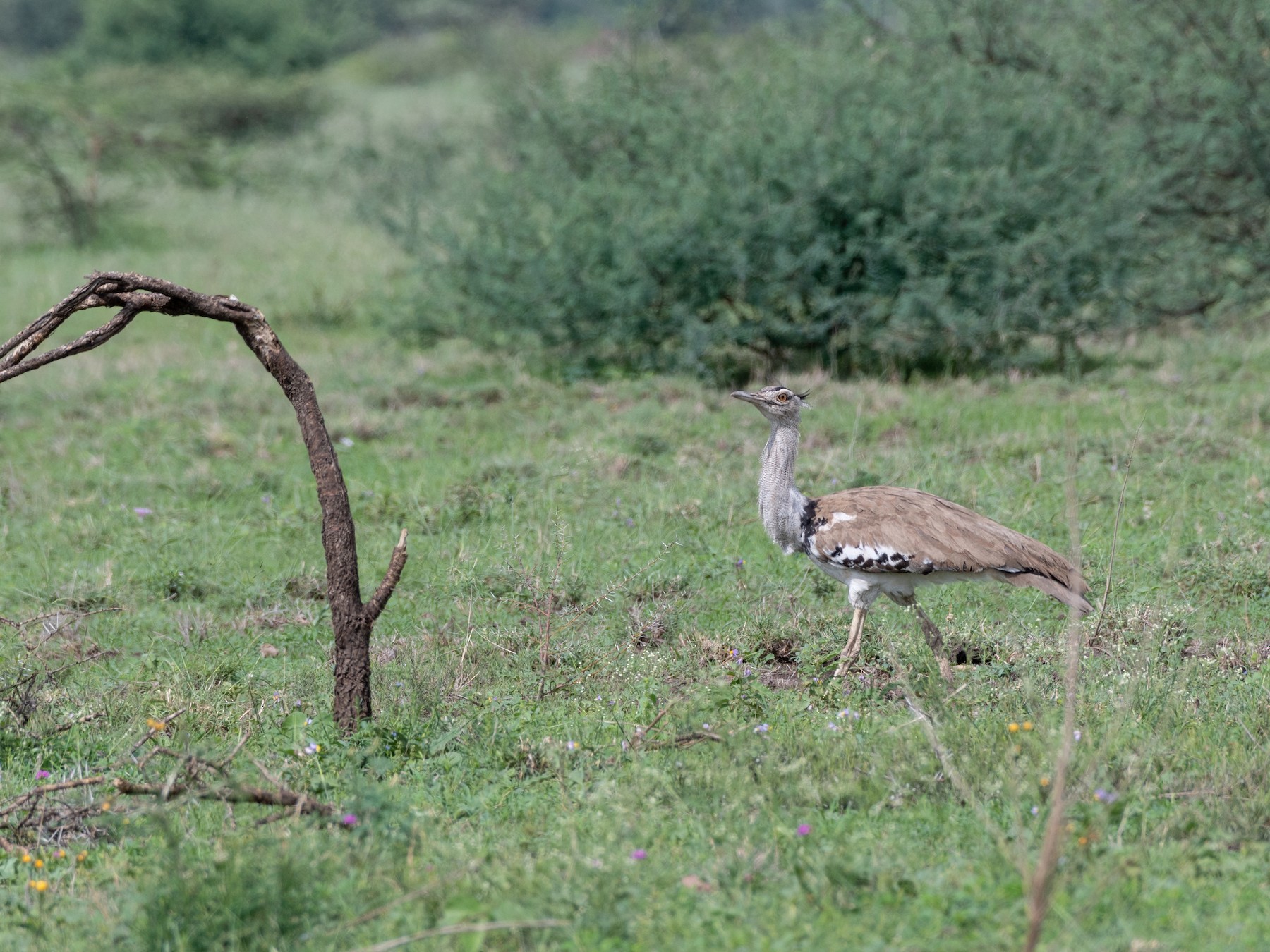 Kori Bustard - Ana Paula Oxom