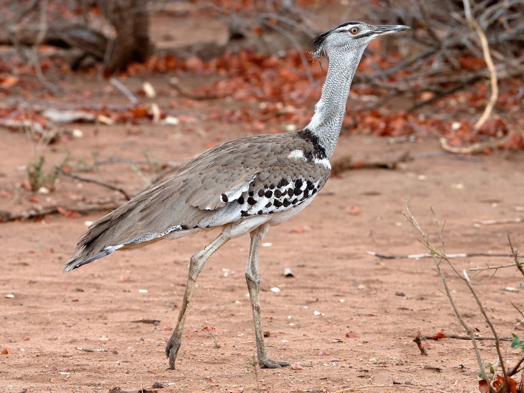 アフリカオオノガン Ebird