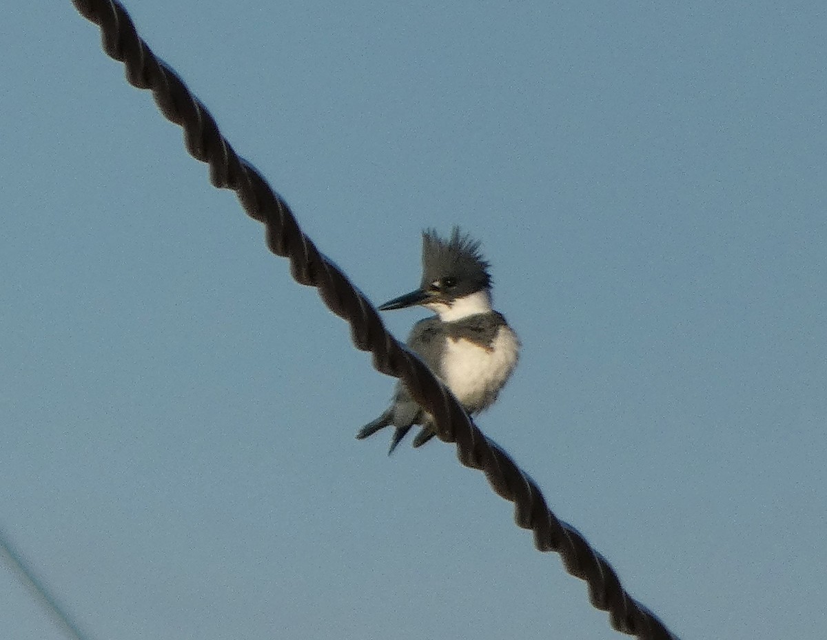 Belted Kingfisher - ML218719671