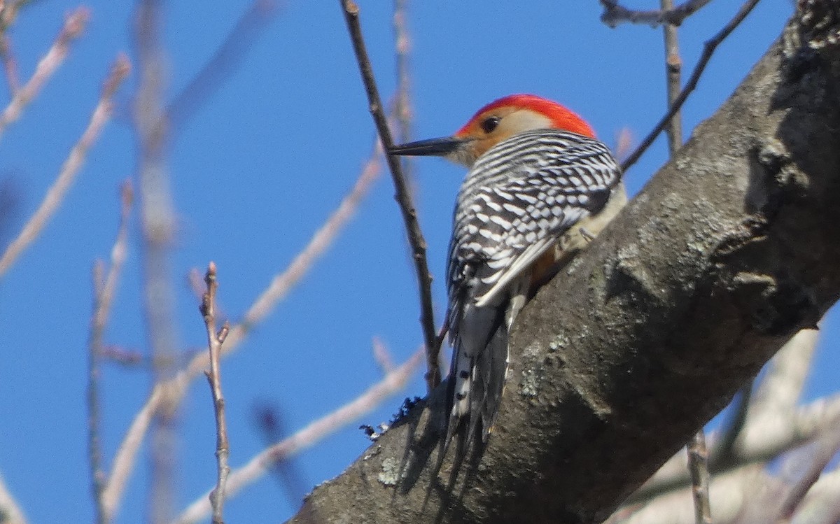 Red-bellied Woodpecker - ML218719821