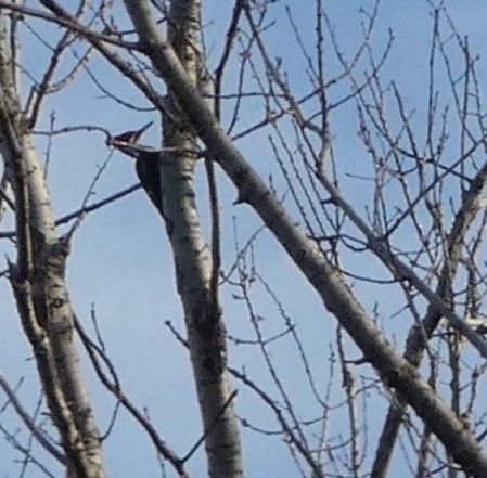 Pileated Woodpecker - ML218719871