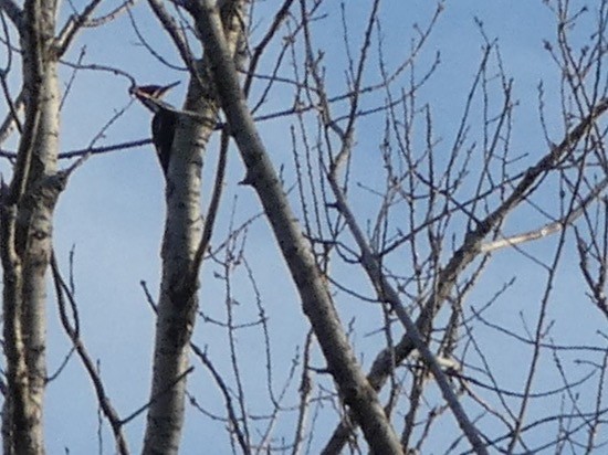 Pileated Woodpecker - ML218719891