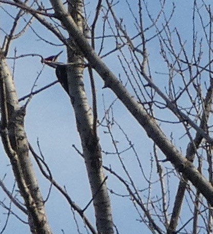 Pileated Woodpecker - ML218719901