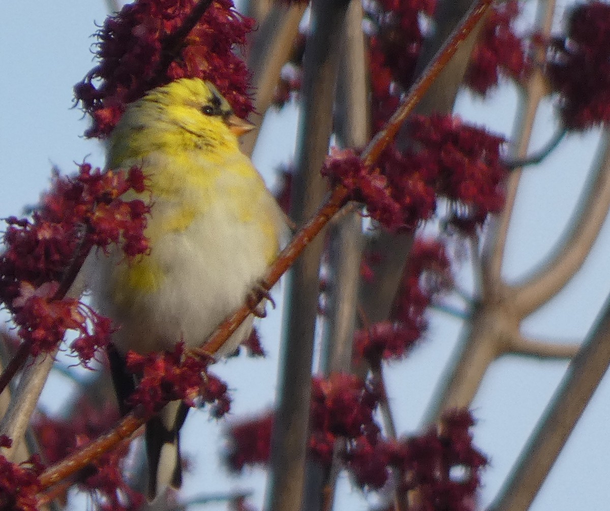 American Goldfinch - Mary  McMahon