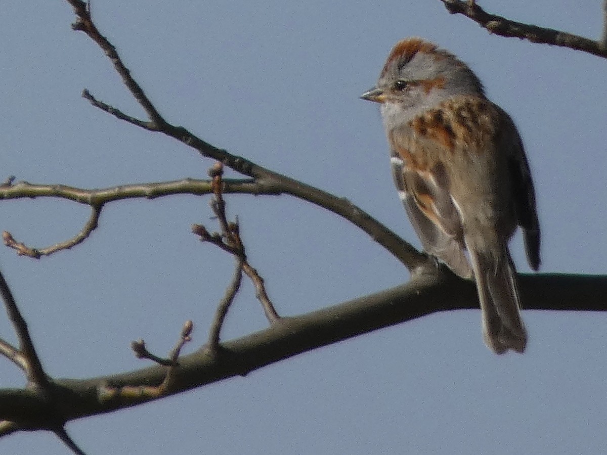 American Tree Sparrow - ML218720611