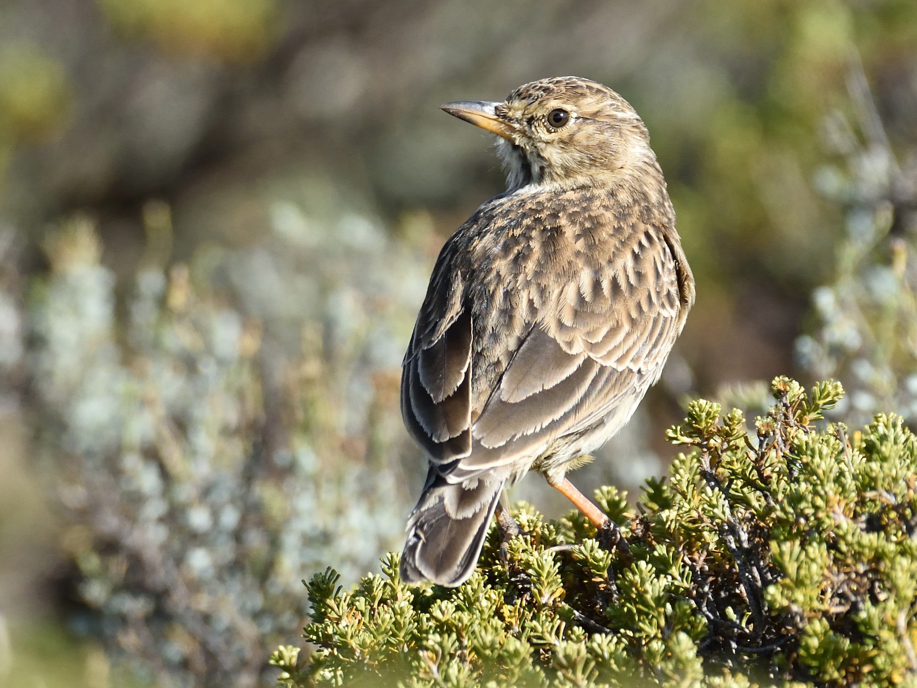 Large-billed Lark - Clayton Burne