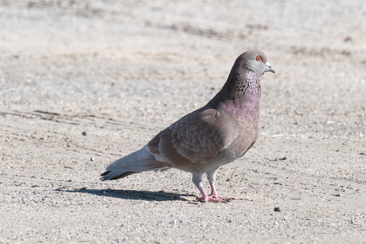 Rock Pigeon (Feral Pigeon) - Warren Whaley
