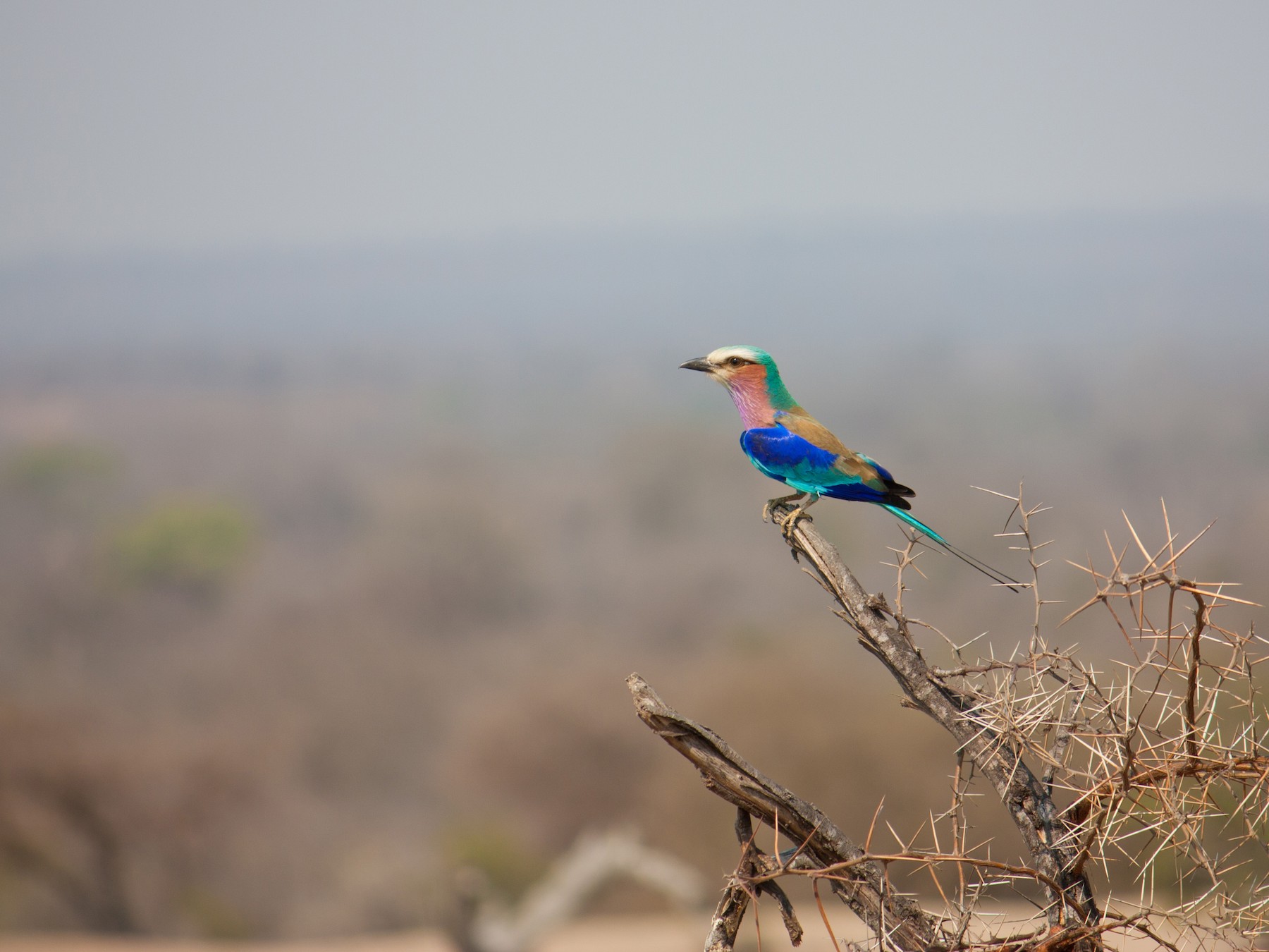 ライラックニシブッポウソウ Ebird