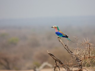 Adult (Lilac-breasted) - Thomas McPherson - ML218723151