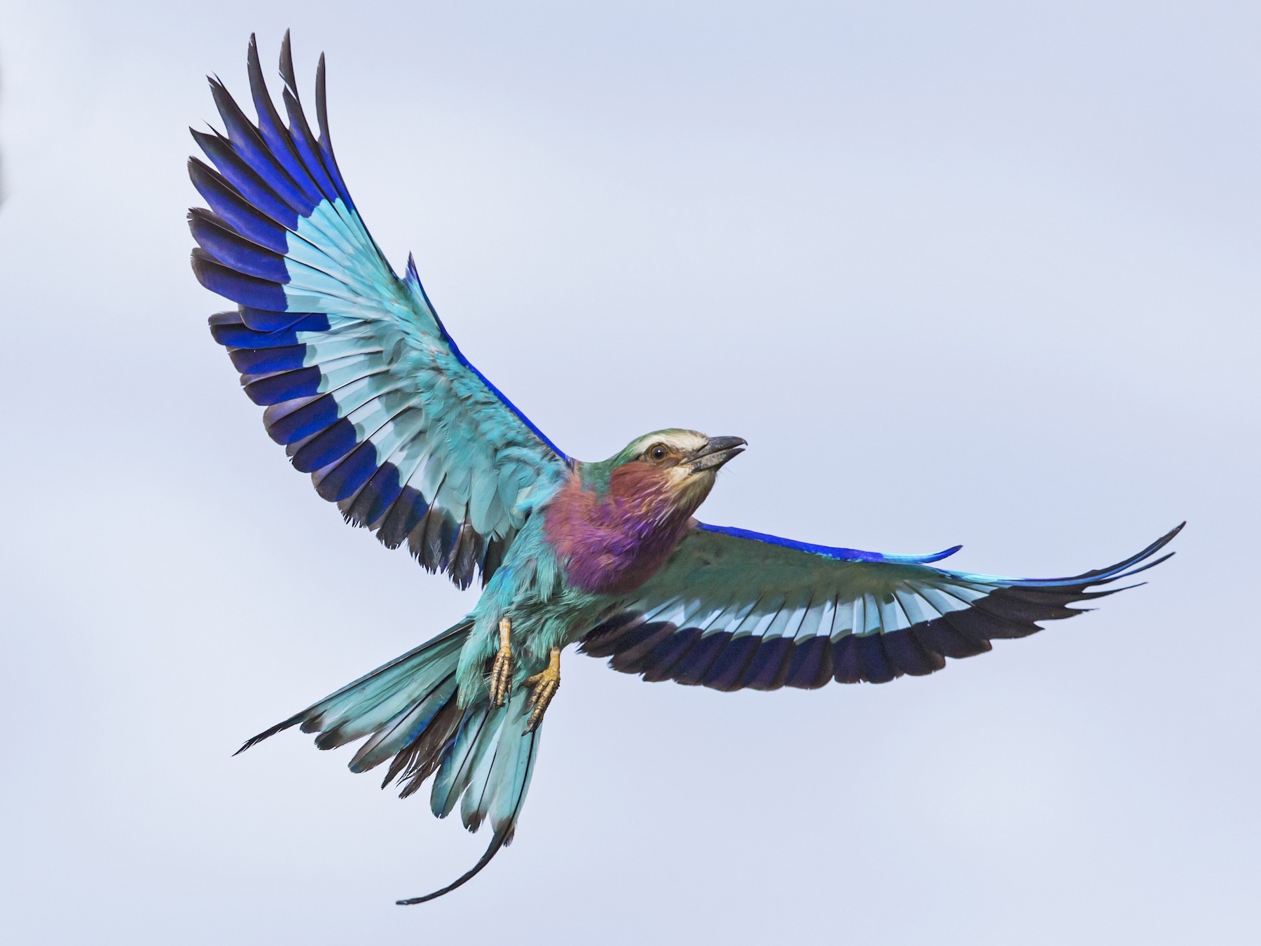 Lilac-breasted Roller - David Turko