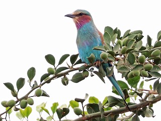 Adult (Blue-breasted) - Greg  Griffith - ML218723201