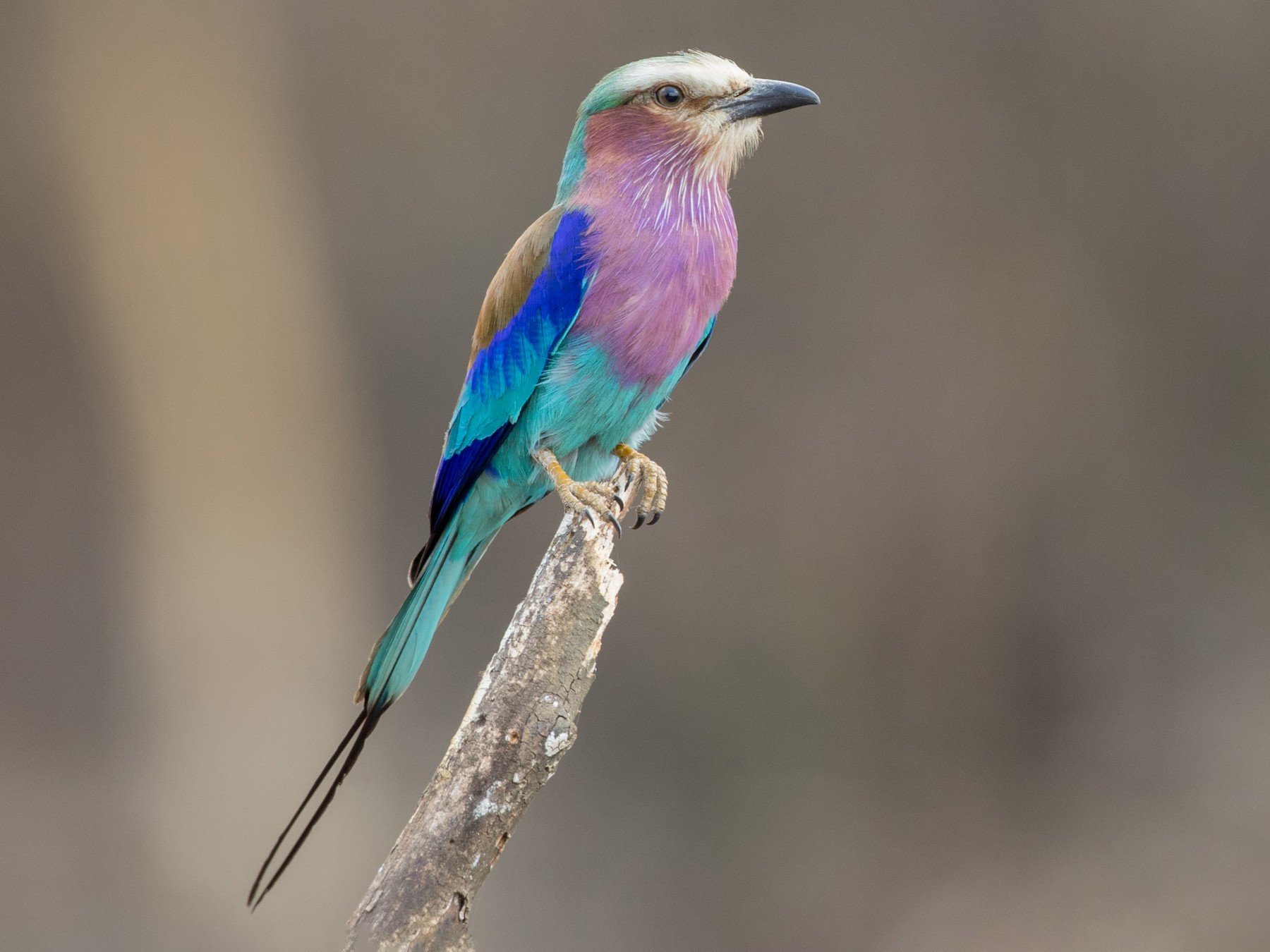 ライラックニシブッポウソウ Ebird