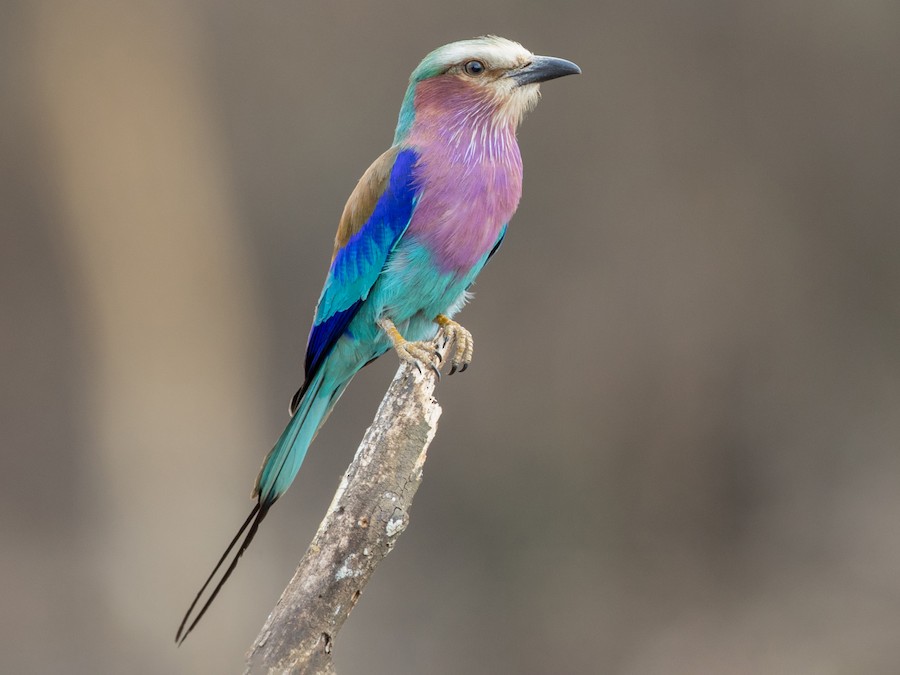  South Africa Lilac-breasted roller bird on stump by