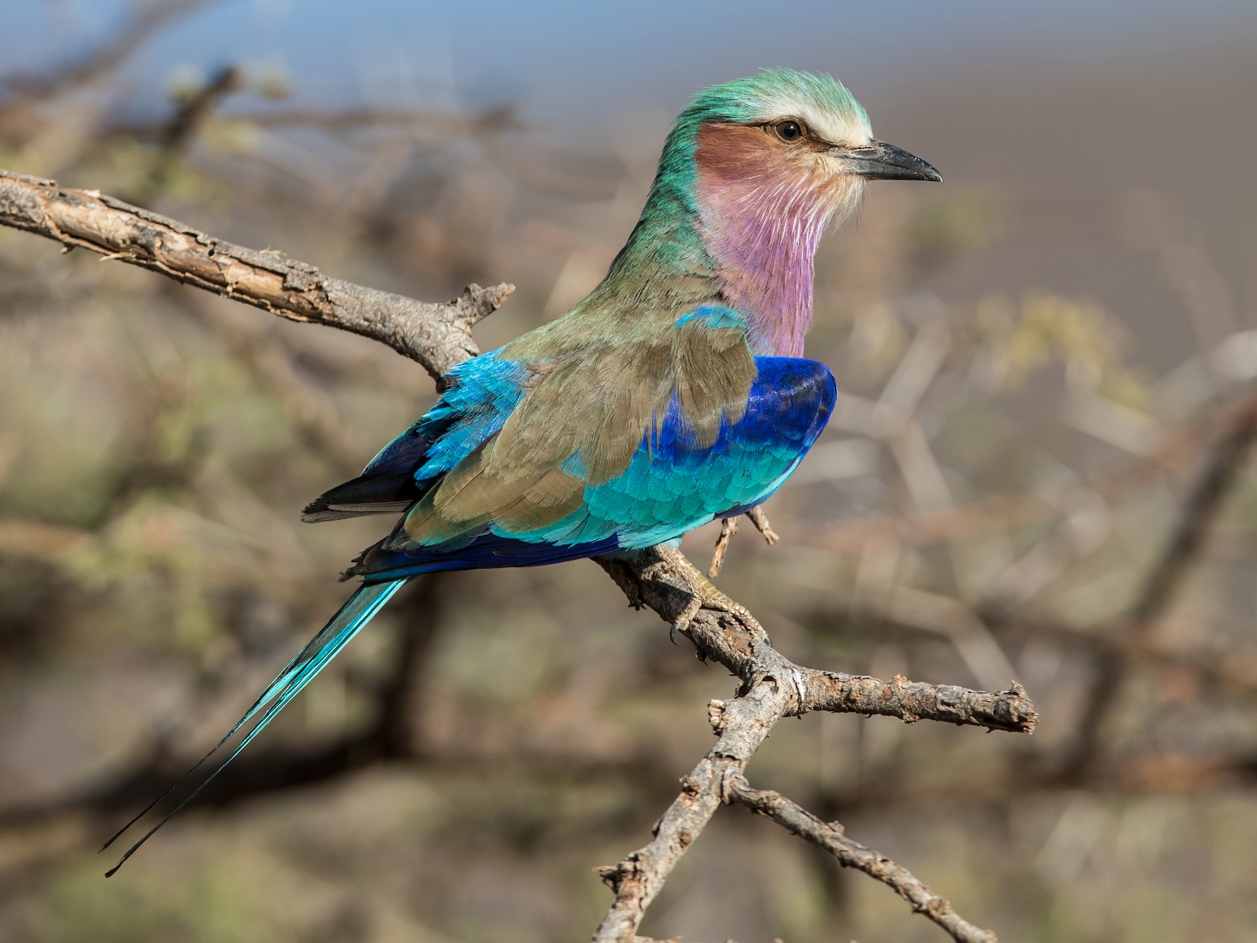 ライラックニシブッポウソウ - eBird