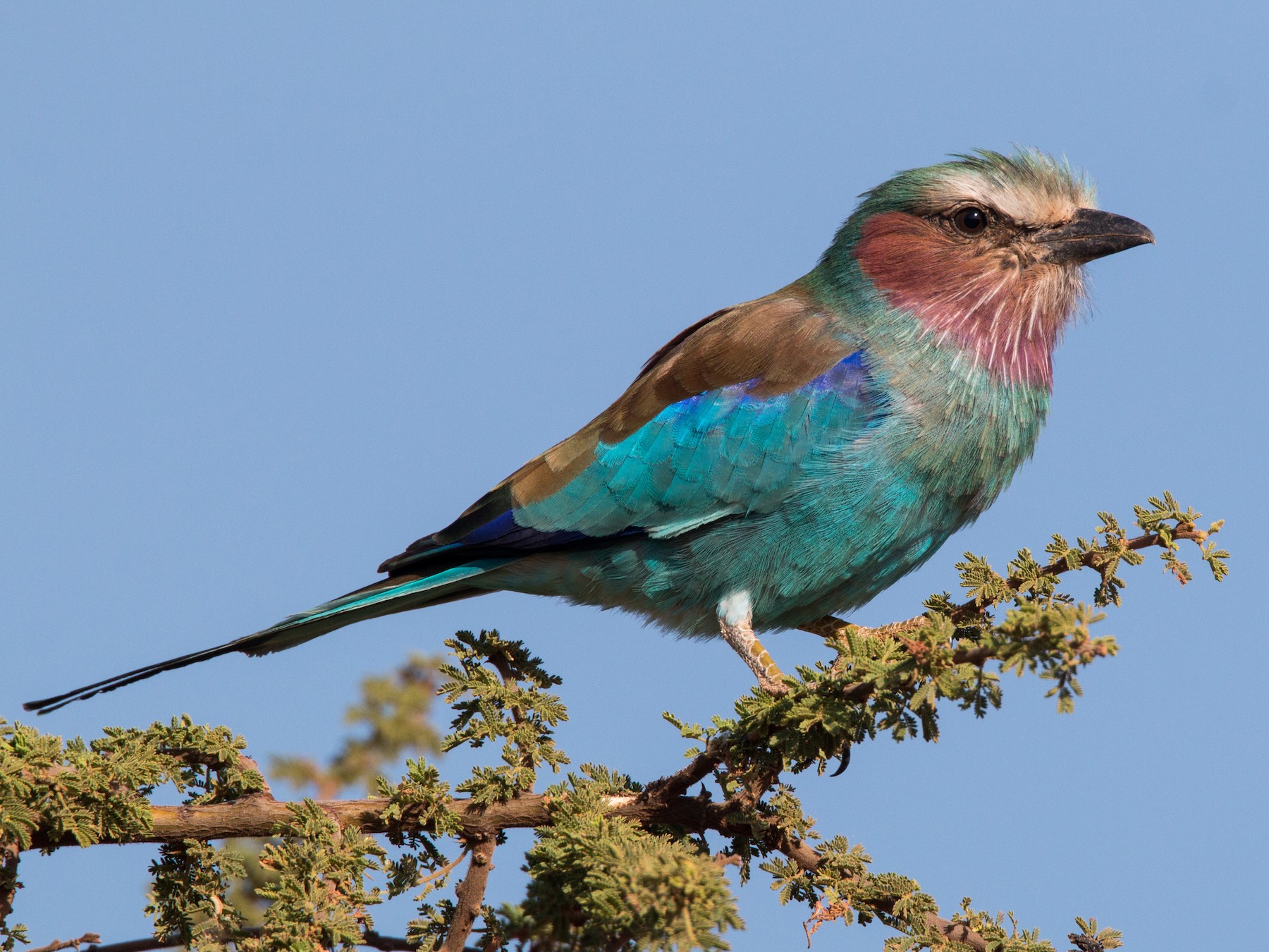 Capri Leggings inspired by Lilac-breasted Roller Bird – khameleo