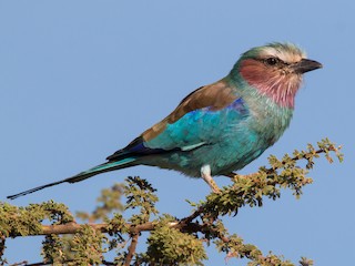 Adult (Blue-breasted) - Ian Davies - ML218723241