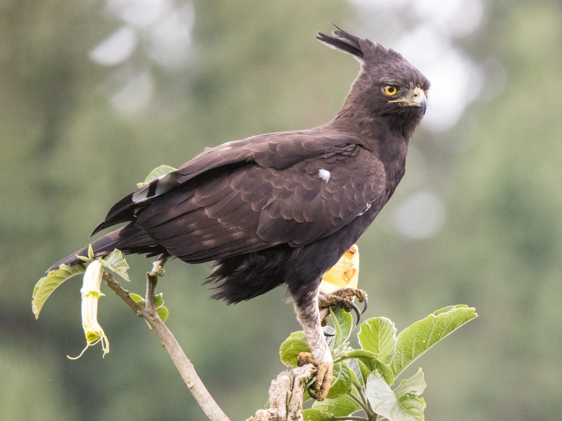 Long-crested Eagle - Peter  Steward