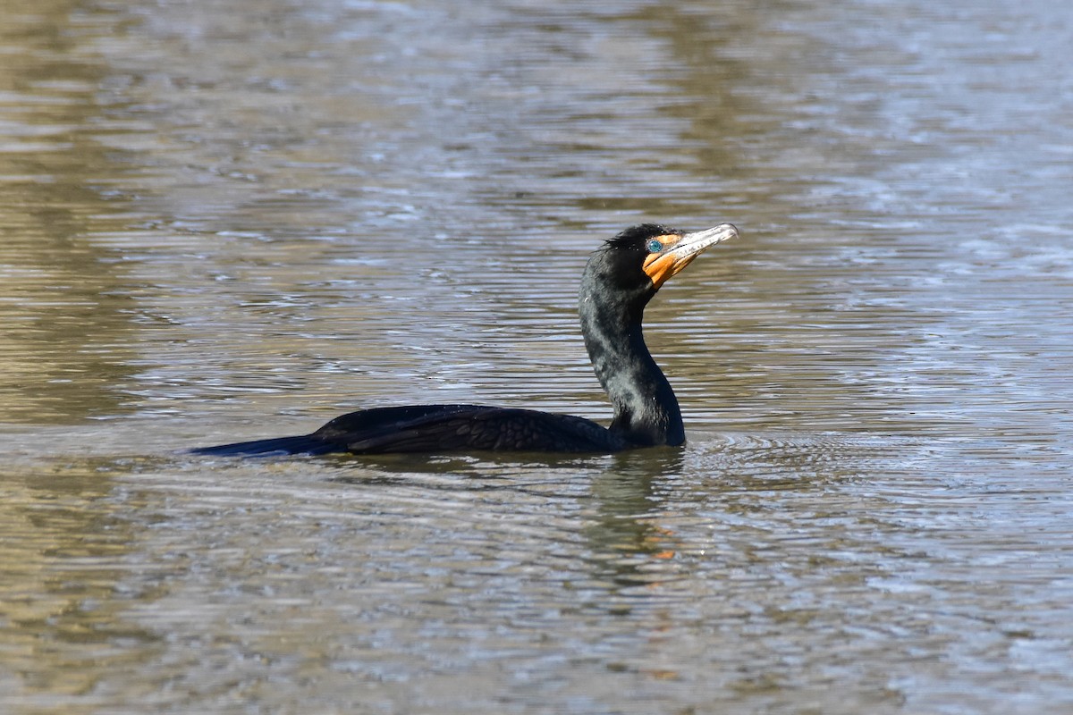 Double-crested Cormorant - Henry Trombley