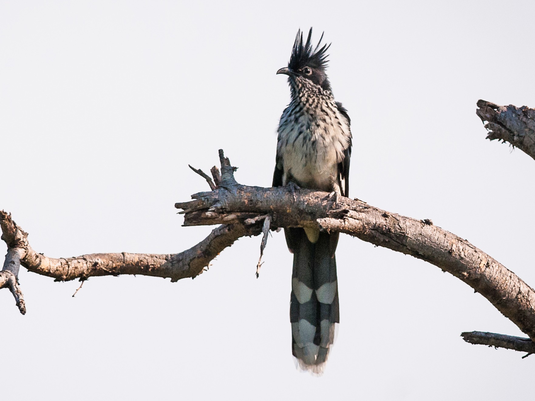 ムナフカンムリカッコウ Ebird